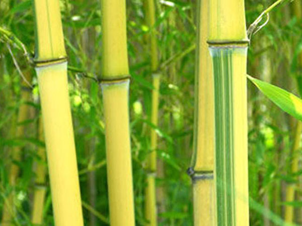 黄槽竹竹苗