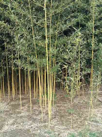 黄槽竹竹苗
