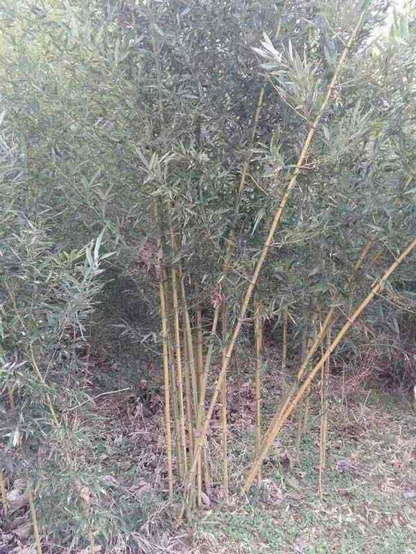 黄槽竹竹苗