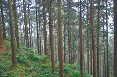 国家林草局新闻发布会：财政金融联动支持国家储备林建设