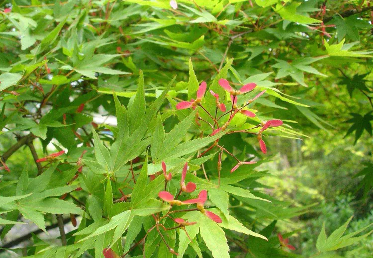 鸡爪槭与红枫的对话(图3) 鸡爪槭与红枫的对话(图3)