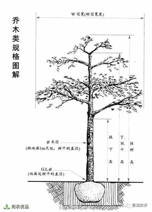 南阳月季苗木行业专业术语大全,你知多少?内容太多(图3) 南阳月季苗木行业专业术语大全,你知多少?内容太多(图3)