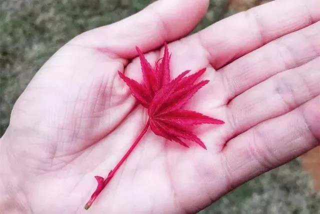 鸡爪槭与红枫的对话(图1) 鸡爪槭与红枫的对话(图1)