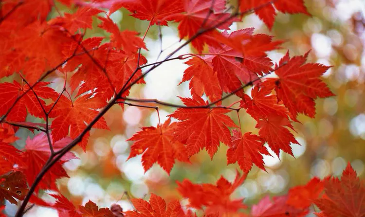 鸡爪槭与红枫的对话(图5) 鸡爪槭与红枫的对话(图5)