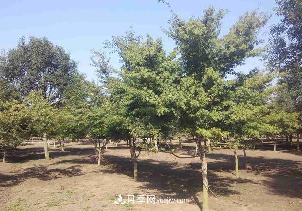 南阳月季苗木行业专业术语大全,你知多少?内容太多(图2) 南阳月季苗木行业专业术语大全,你知多少?内容太多(图2)