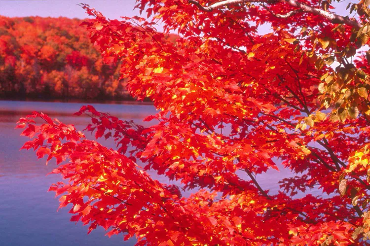 鸡爪槭与红枫的对话(图6) 鸡爪槭与红枫的对话(图6)