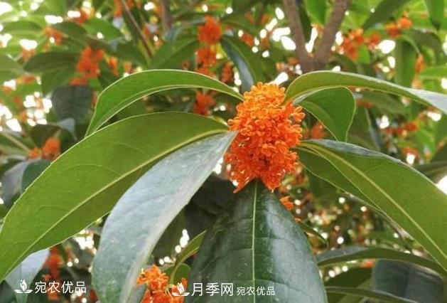 南阳苗木基地盘点桂花树的四大品种,哪种最香最好最名贵?(图4) 南阳苗木基地盘点桂花树的四大品种,哪种最香最好最名贵?(图4)