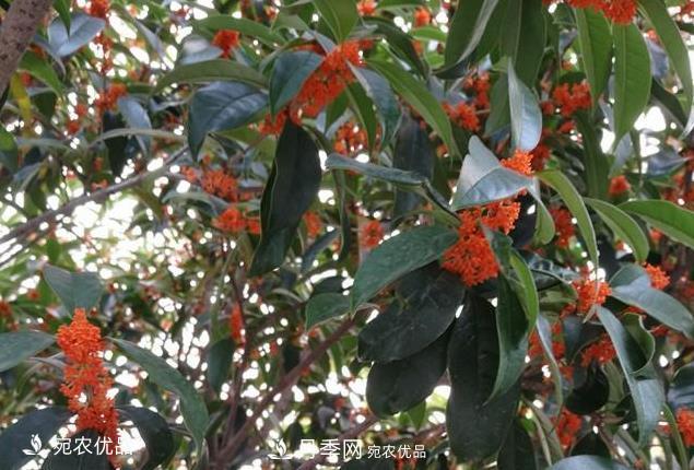 南阳苗木基地盘点桂花树的四大品种,哪种最香最好最名贵?(图3) 南阳苗木基地盘点桂花树的四大品种,哪种最香最好最名贵?(图3)