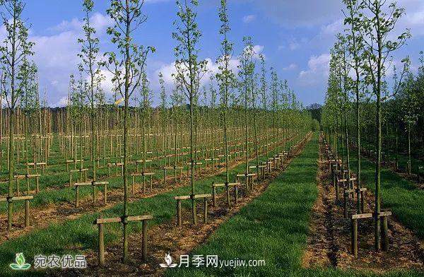 南阳月季苗木行业专业术语大全,你知多少?内容太多(图6) 南阳月季苗木行业专业术语大全,你知多少?内容太多(图6)