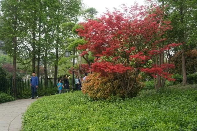 鸡爪槭与红枫的对话(图2) 鸡爪槭与红枫的对话(图2)