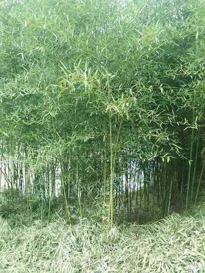 四季常绿竹子竹苗