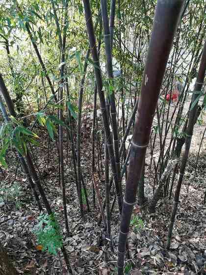 紫竹苗园林植物竹子