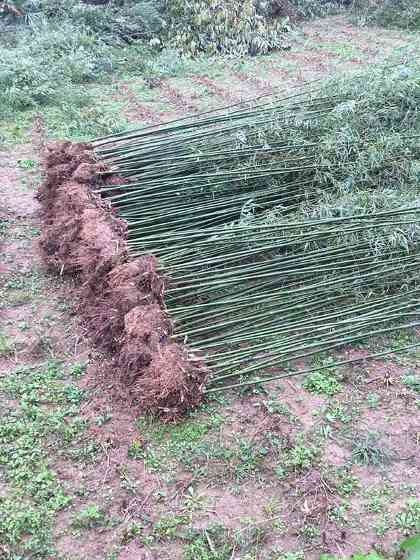 四季常绿竹子竹苗