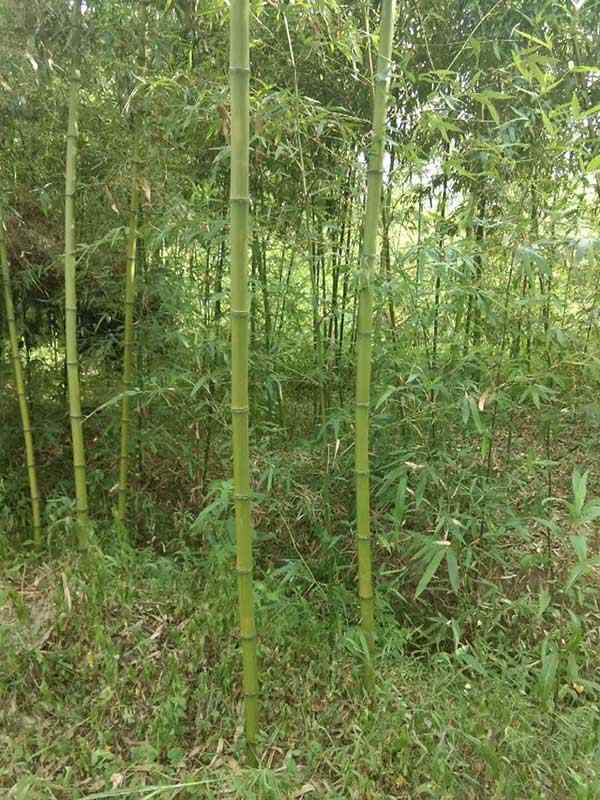 四季常绿竹子竹苗