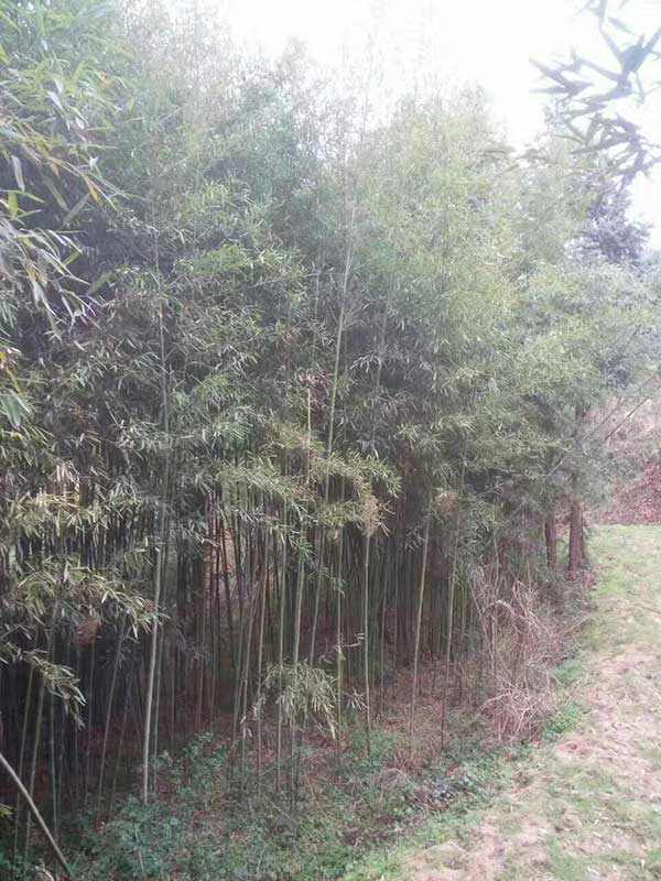 四季常绿竹子竹苗