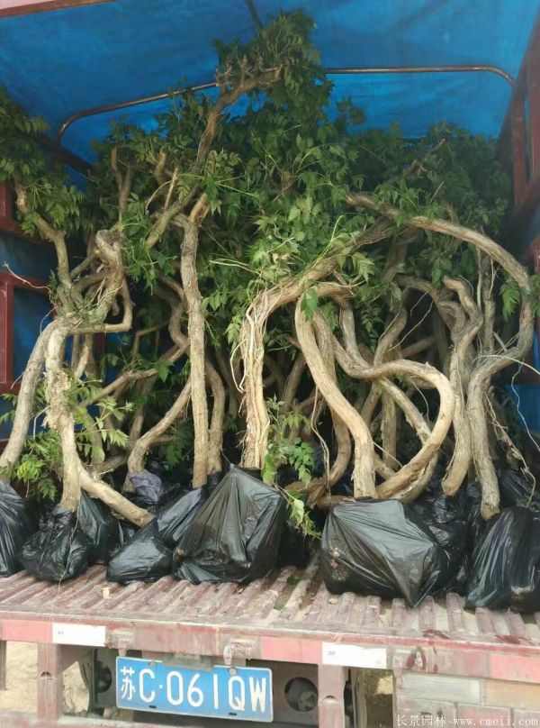 凌霄花苗图片基地实拍