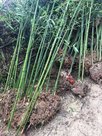 四季常绿竹子竹苗