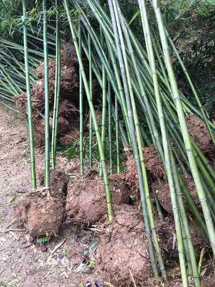 四季常绿竹子竹苗