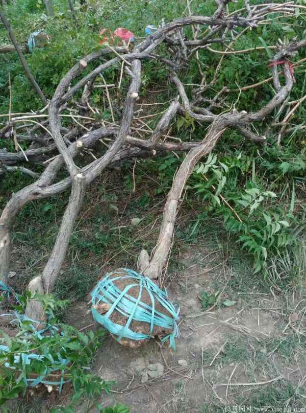 凌霄花苗图片基地实拍