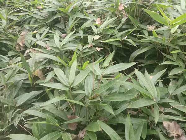 箬竹苗竹子园林植物