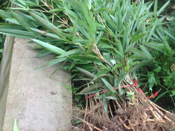 箬竹苗竹子园林植物