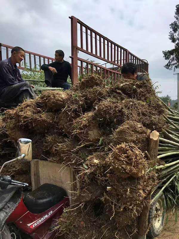 四季常绿竹子竹苗