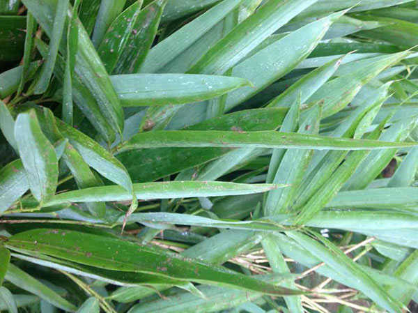 箬竹苗竹子园林植物