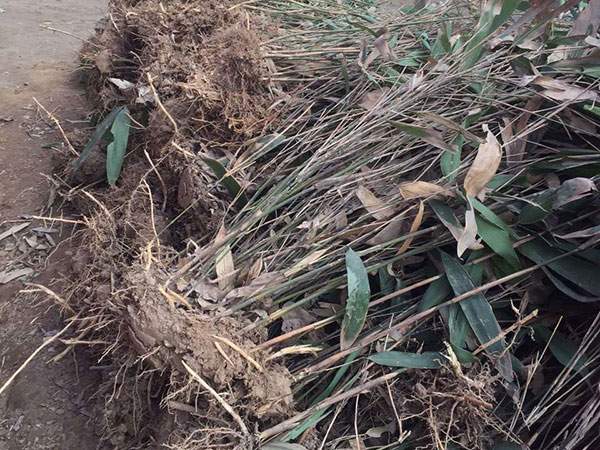 箬竹苗竹子园林植物