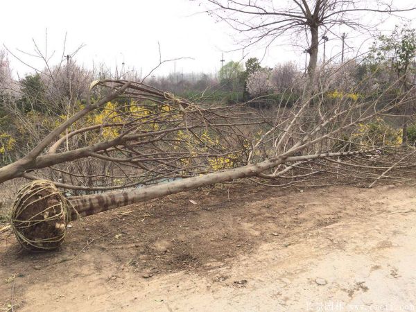 苟树图片苟树基地实拍