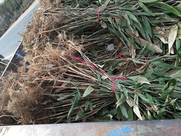 箬竹苗竹子园林植物