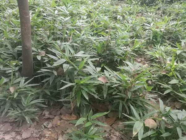 箬竹苗竹子园林植物