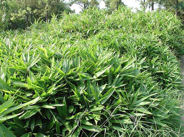 箬竹苗竹子园林植物