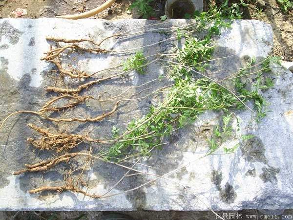 凌霄花图片基地实拍