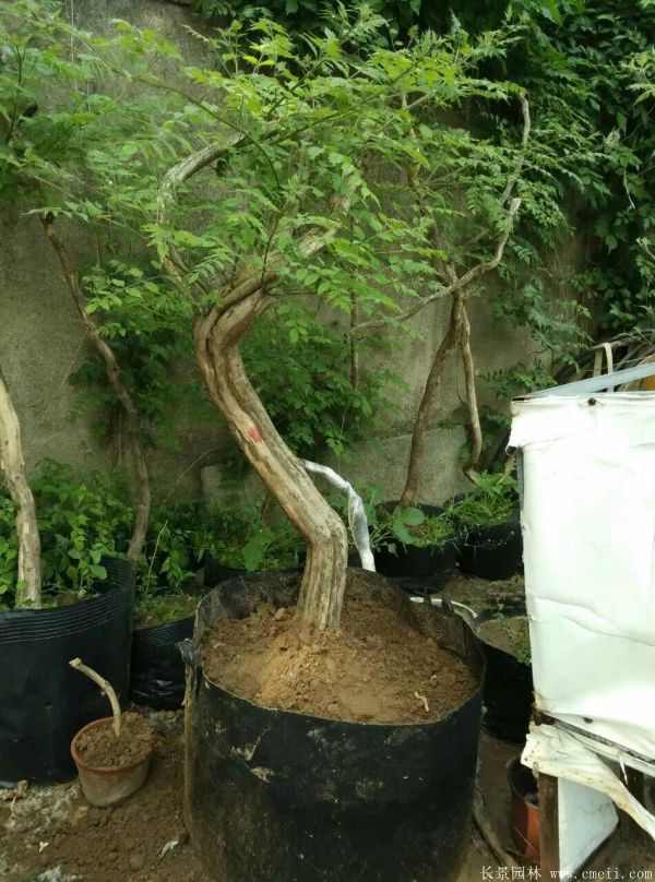 凌霄花苗图片基地实拍