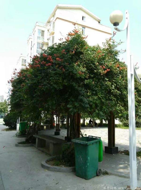 凌霄花苗图片基地实拍