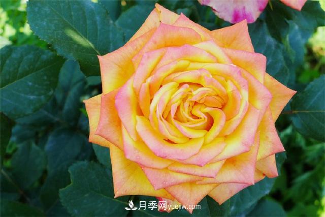 西安的春天,西部芳香园盛开的月季花(图4) 西安的春天,西部芳香园盛开的月季花(图4)