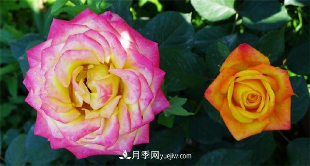 西安的春天,西部芳香园盛开的月季花(图1) 西安的春天,西部芳香园盛开的月季花(图1)