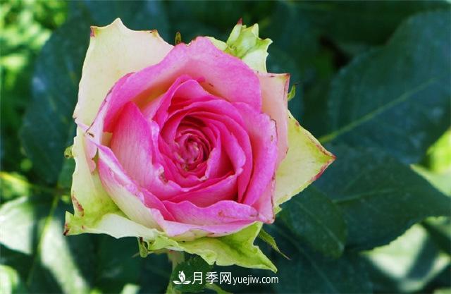 西安的春天,西部芳香园盛开的月季花(图2) 西安的春天,西部芳香园盛开的月季花(图2)