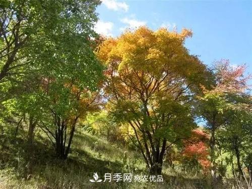 精品丛生苗木,未来发展潜力大(图1) 精品丛生苗木,未来发展潜力大(图1)