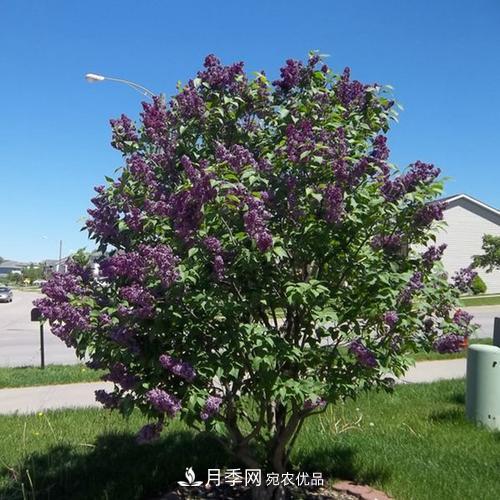 精品丛生苗木,未来发展潜力大(图3) 精品丛生苗木,未来发展潜力大(图3)