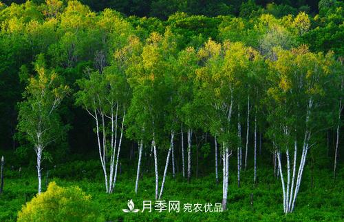 精品丛生苗木,未来发展潜力大(图4) 精品丛生苗木,未来发展潜力大(图4)