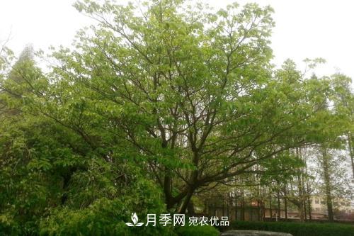 精品丛生苗木,未来发展潜力大(图5) 精品丛生苗木,未来发展潜力大(图5)