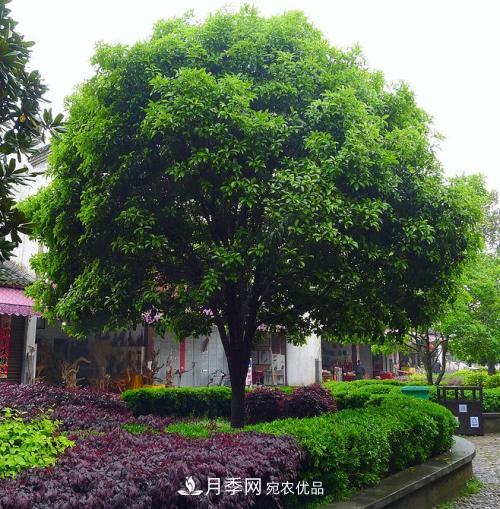 精品丛生苗木,未来发展潜力大(图2) 精品丛生苗木,未来发展潜力大(图2)