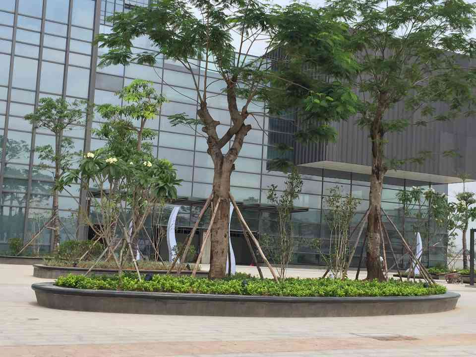 中艺源12年园林绿化施工经验 您的园林景观设计、施工、养护一站式服务商