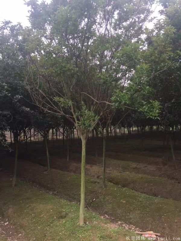 紫薇树图片基地实拍