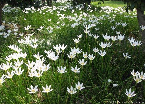 葱兰图片葱兰基地实拍