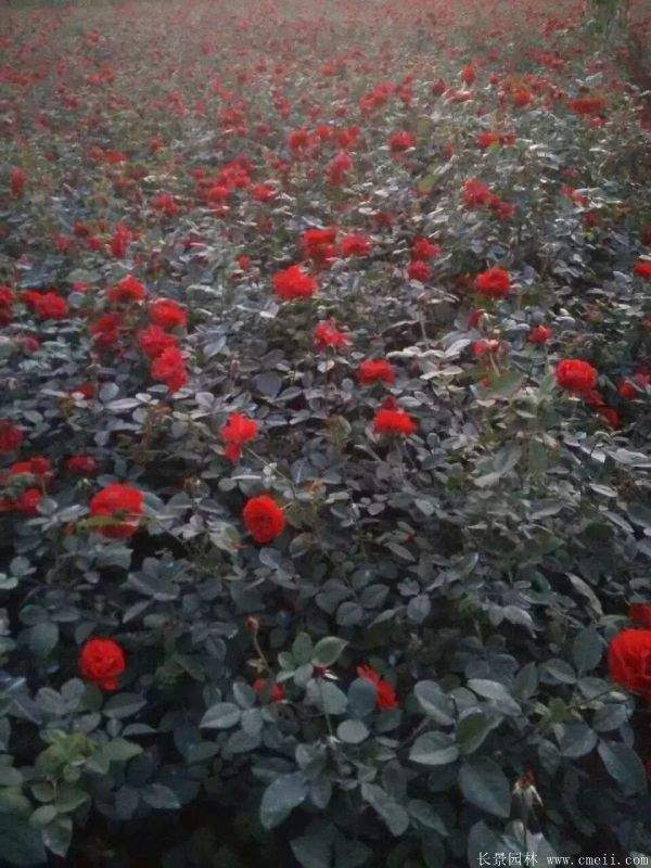 红帽月季图片基地实拍
