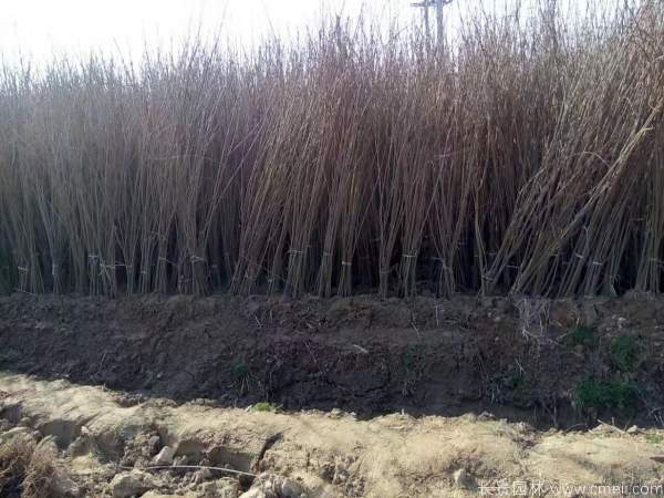 紫穗槐图片基地实拍