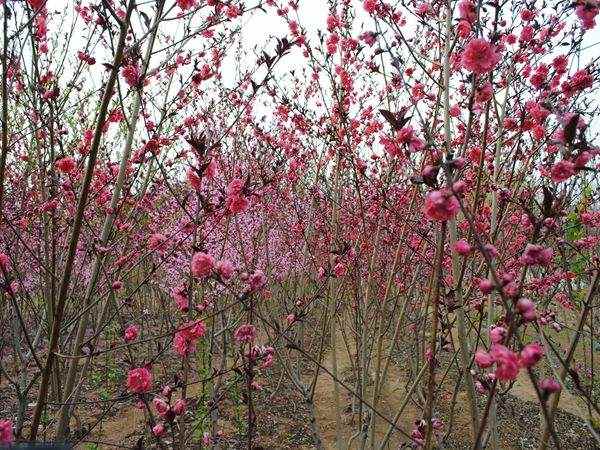红梅树苗