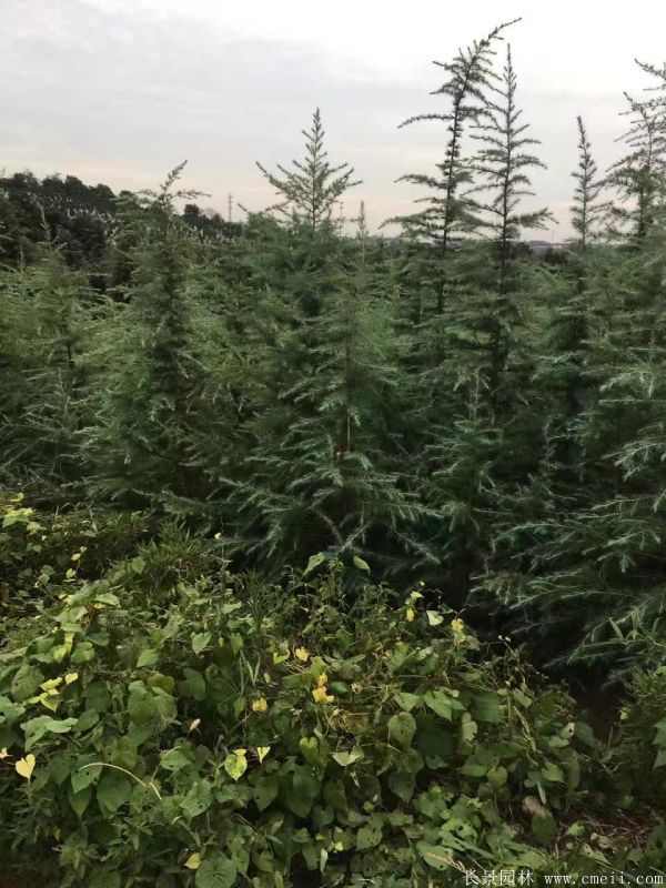 雪松图片雪松基地实拍